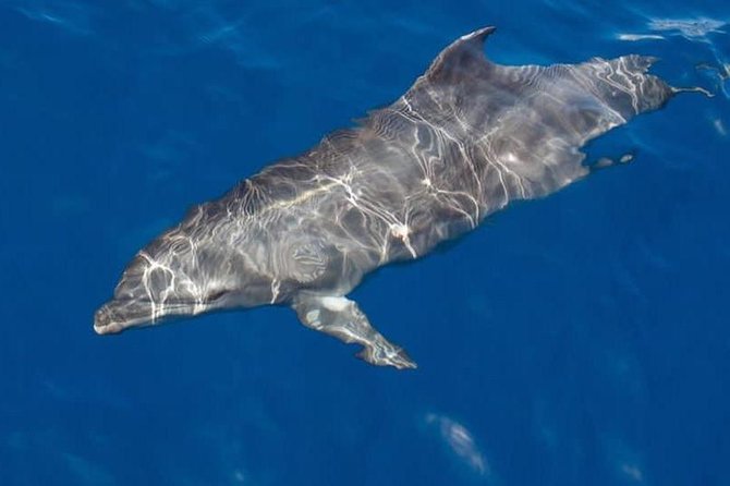 Whale and Dolphin Watching Yacht Trip in Puerto Colon - A three-hour search for pilot whales