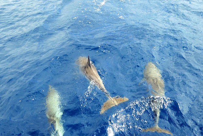 Whale and Dolphin Watching Yacht Trip in Puerto Colon - The swim stop and cove break