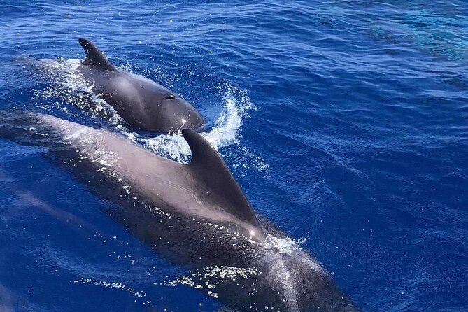 Whale and Dolphin Watching Yacht Trip in Puerto Colon - Should you book the Puerto Colón whale trip?
