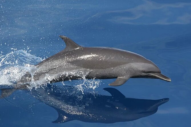 Whale & Dolphin Watching in Tenerife (Puerto Colon) On a Large Catamaran - Puerto Colón is your starting point