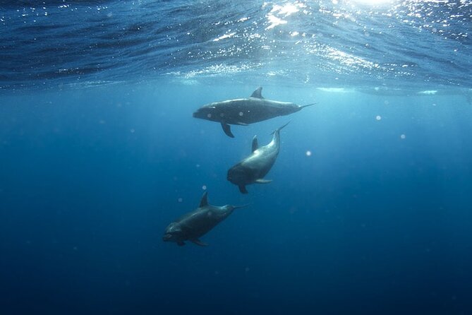 Whale & Dolphin Watching in Tenerife (Puerto Colon) On a Large Catamaran - The swim stop adds a welcome change of pace