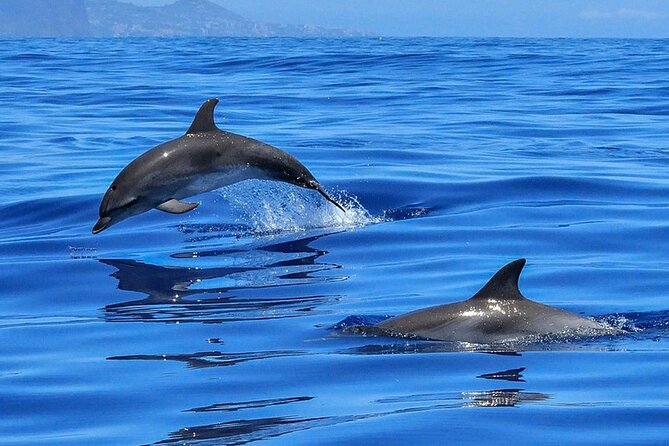 Whale & Dolphin Watching in Tenerife (Puerto Colon) On a Large Catamaran - Is $54.29 a fair price?