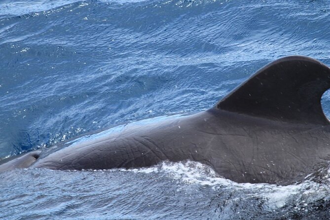 Whale & Dolphin Watching in Tenerife (Puerto Colon) On a Large Catamaran - Comfort, group size, and the feel onboard