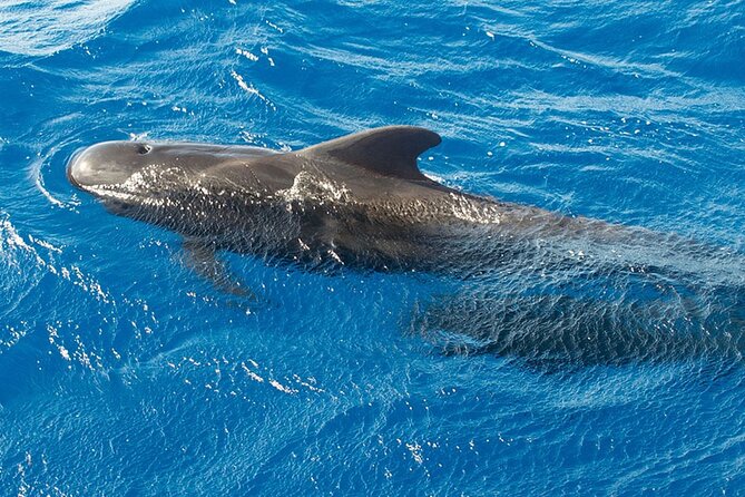Whale & Dolphin Watching in Tenerife (Puerto Colon) On a Large Catamaran - Weather can change the plan