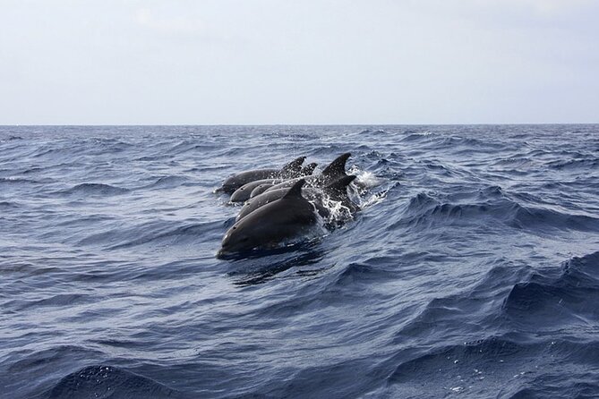 Whale & Dolphin Watching in Tenerife (Puerto Colon) On a Large Catamaran - Food and an open bar are built into the fare