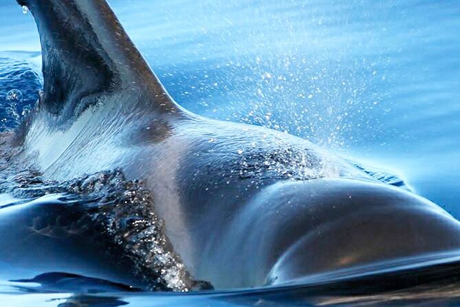 Whale & Dolphin Watching With Mustcat Virgin Coast Trip On a Large Catamaran - What the three-hour schedule feels like
