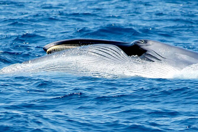 Whale & Dolphin Watching With Mustcat Virgin Coast Trip On a Large Catamaran - Price, timing, and practical planning