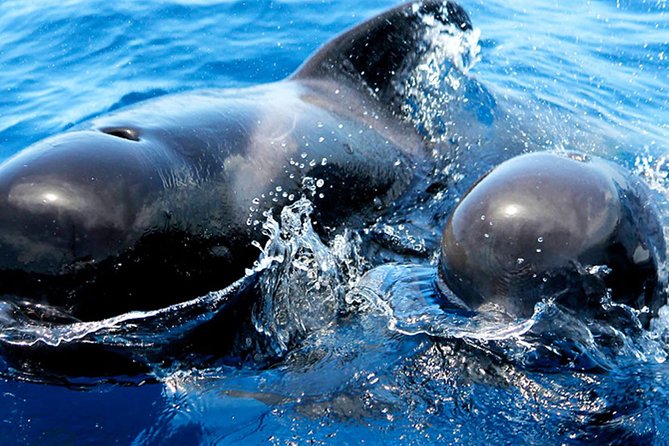 Whale & Dolphin Watching With Mustcat Virgin Coast Trip On a Large Catamaran - Who will enjoy this boat trip most