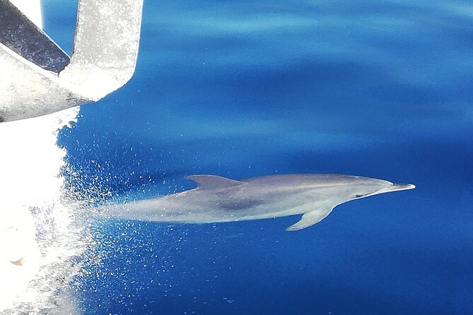 Whale & Dolphin Watching With Mustcat Virgin Coast Trip On a Large Catamaran - Searching for whales and dolphins around Tenerife
