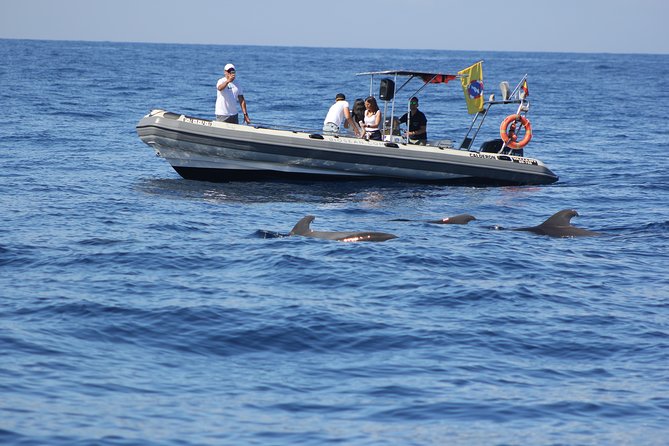 Whale Watching and Marine Science Tour - Setting out from Marina del Sur
