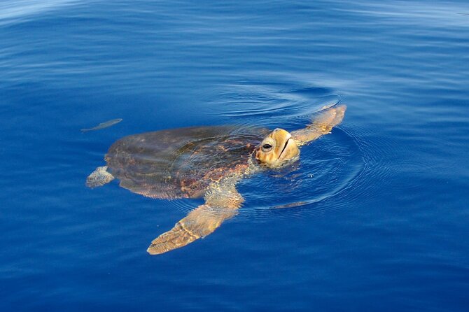 Whale watching and snorkelling in the whale sanctuary - Setting out from Playa San Juan at 2:30 pm
