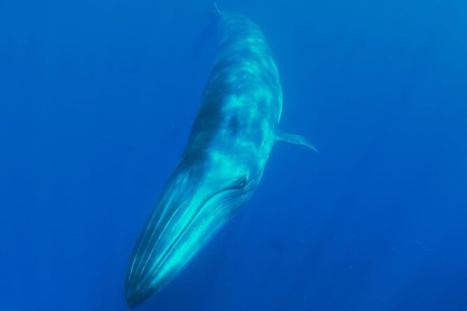 Whale watching and snorkelling in the whale sanctuary - Searching the deep water south of Tenerife
