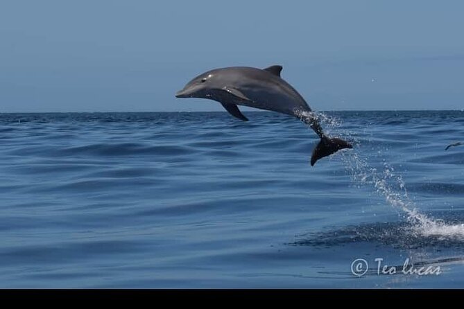 Whale watching and snorkelling in the whale sanctuary - Lunch, drinks, and the feel of the boat
