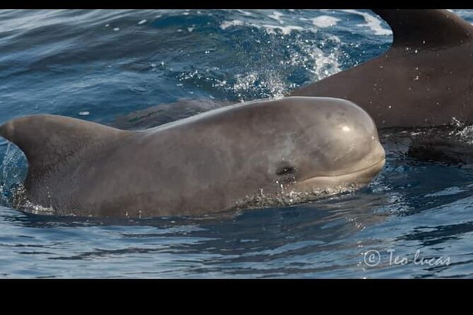 Whale watching and snorkelling in the whale sanctuary - Should you book the whale watching and snorkelling trip?