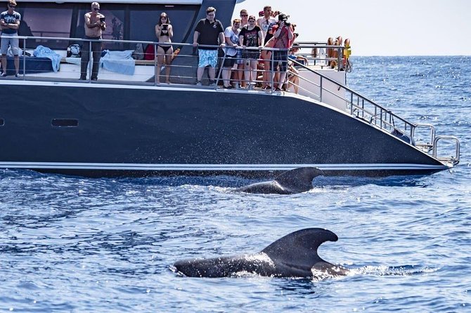 Whale Watching Catamaran in Costa Adeje (Including drinks & Sandwich) - Key points before you book