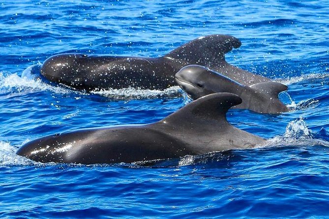 Whale Watching Catamaran in Costa Adeje (Including drinks & Sandwich) - Leaving Playa de las Américas at 10:00 am