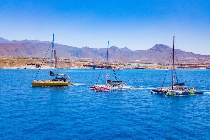 Whale Watching Catamaran in Costa Adeje (Including drinks & Sandwich) - A swim stop and a chance to jump from the boat