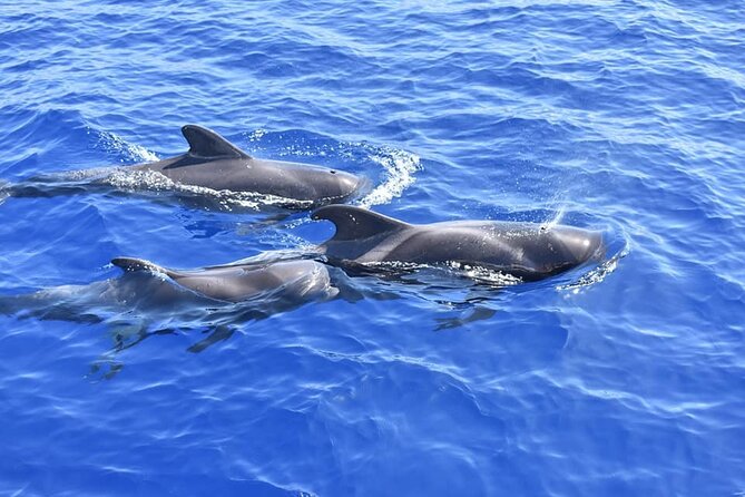 Whale Watching Catamaran in Costa Adeje (Including drinks & Sandwich) - Crew service, photos, and the onboard atmosphere
