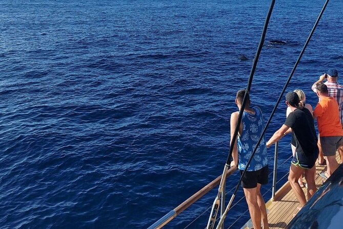 Whale Watching Catamaran in Costa Adeje (Including drinks & Sandwich) - Three hours on a catamaran, not a small wildlife boat