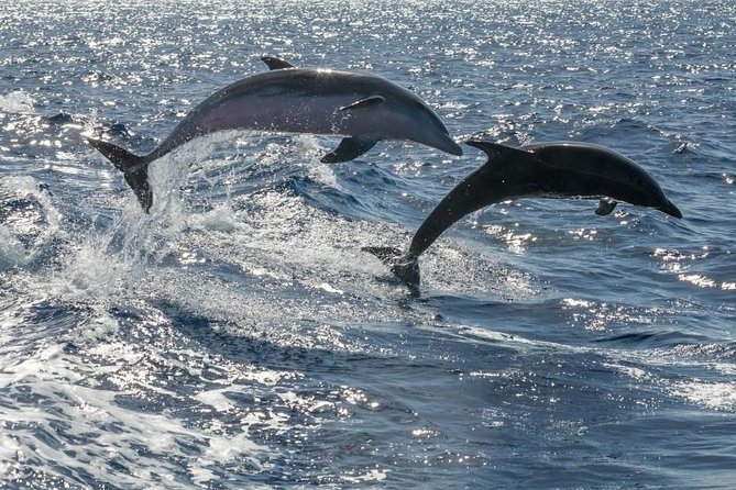 Whale Watching Catamaran to Los Gigantes & Masca (Including drinks & warm lunch) - Setting out from Puerto Colón at 1:15 pm