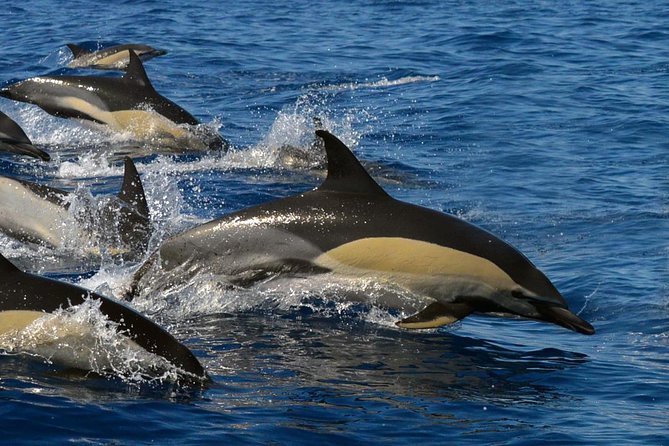 Whale Watching Eco-Adventure from Costa Adeje - Setting out from Puerto Colón in Costa Adeje