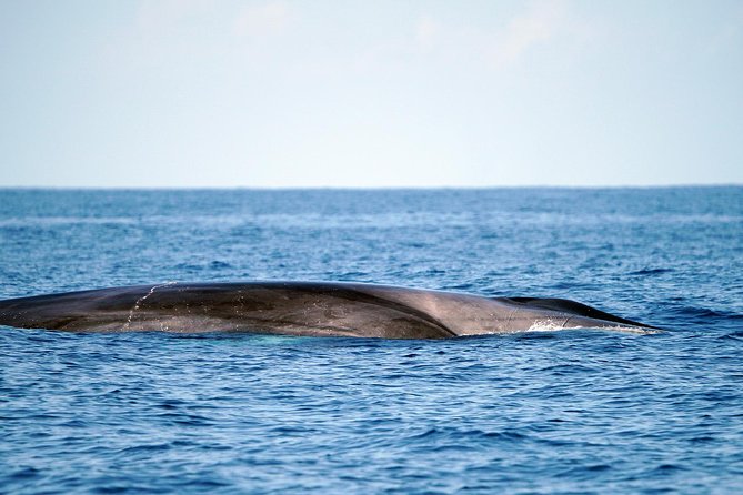 Whale Watching Eco-Adventure from Costa Adeje - Why the small boat changes the experience