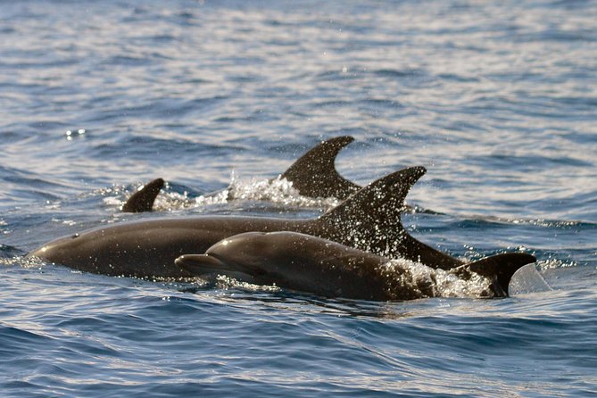 Whale Watching Eco-Adventure from Costa Adeje - A responsible approach to wild animals