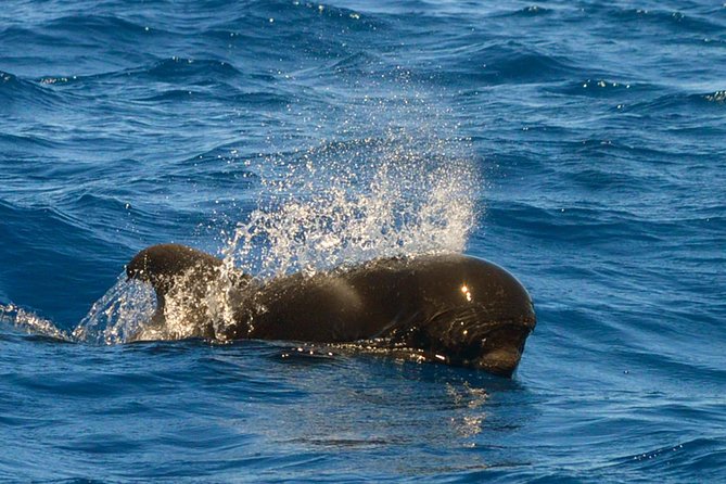 Whale Watching Eco-Adventure from Costa Adeje - Free photos and what you receive afterward
