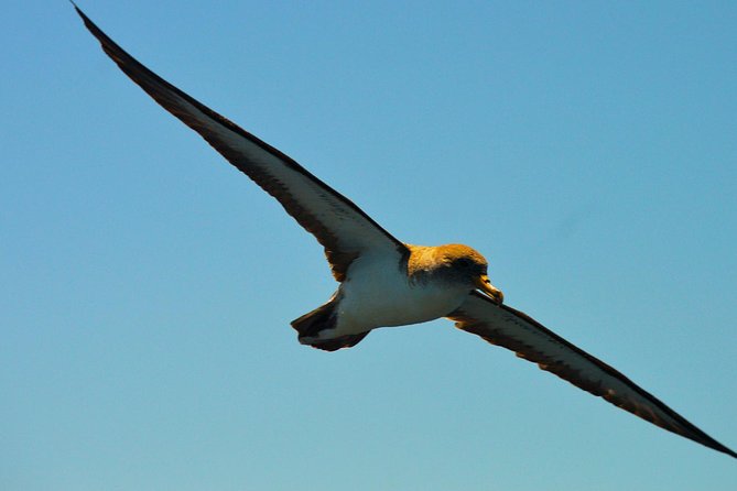 Whale Watching Eco-Adventure from Costa Adeje - Timing, weather, and cancellation rules
