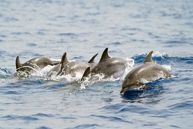 Whale Watching Eco-Adventure from Costa Adeje - Entering the Teno-Rasca Marine Protected Area
