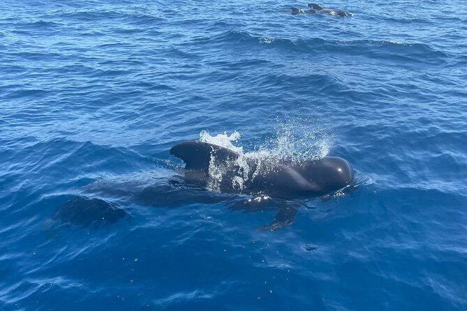 Whales and Dolphins excursion on a Luxury Yacht in Canary Islands - Pickup, meeting points, and the practical details