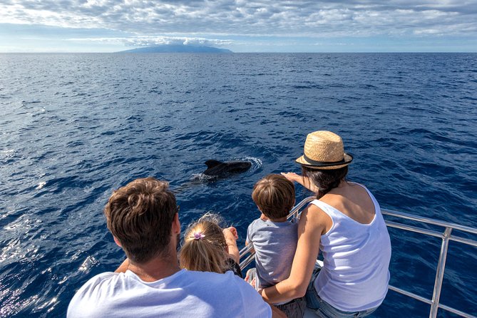 Whales & Dolphins watching in exclusive sailboat - Key things to know before you book