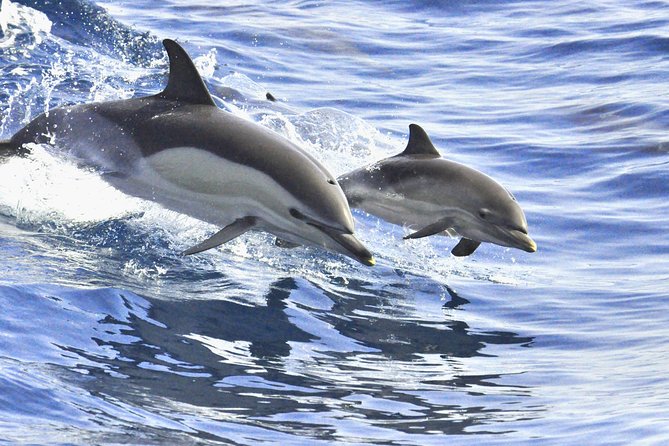 Whales & Dolphins watching in exclusive sailboat - Value, expectations, and responsible travel