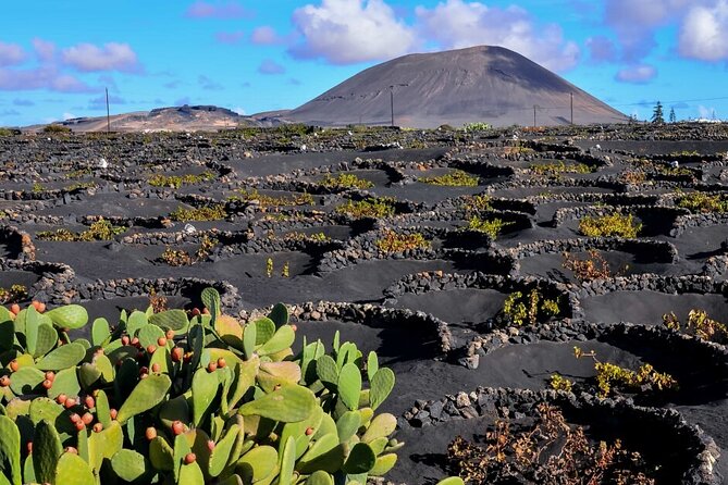 Winery Tour and Tasting in Tenerife with the Sommelier - Inside the cellar: a look at traditional production