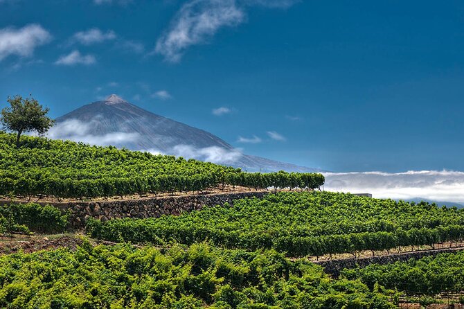 Winery Tour and Tasting in Tenerife with the Sommelier - The tasting: four wines with Canarian cheese