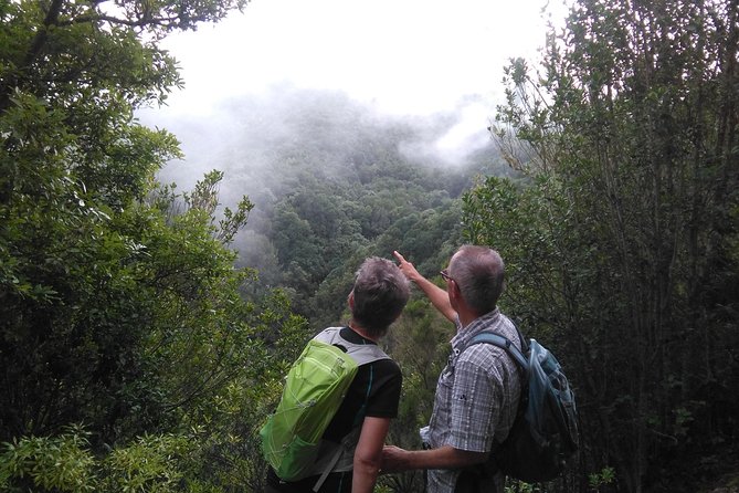 Wonderful hike through the Magic Forest of Tenerife - Key points to know before booking