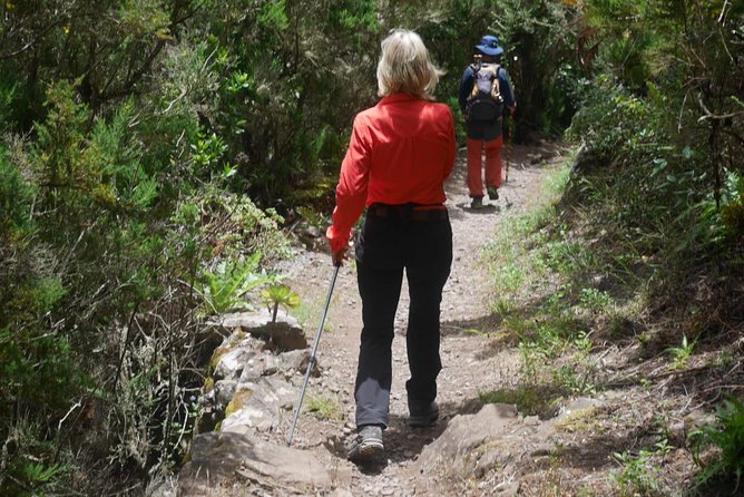 Wonderful hike through the Magic Forest of Tenerife - Walking into Tenerife’s old laurel forest