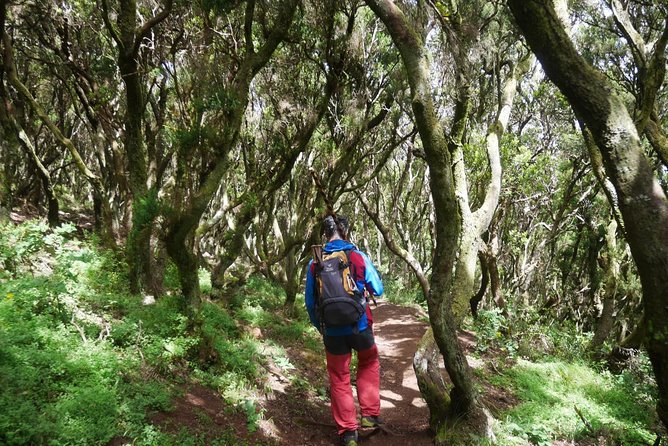 Wonderful hike through the Magic Forest of Tenerife - Why the private format matters
