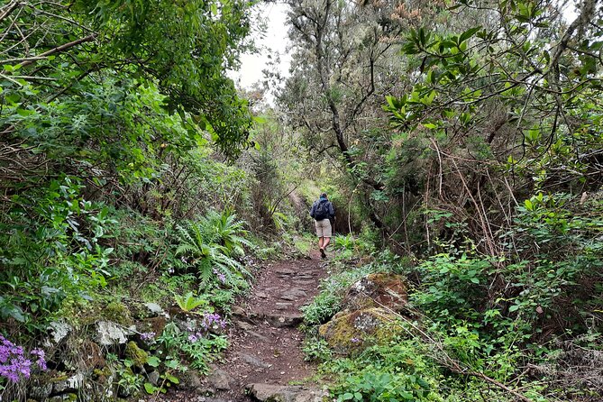 Wonderful hike through the Magic Forest of Tenerife - Weather, clothing, and the real level of effort