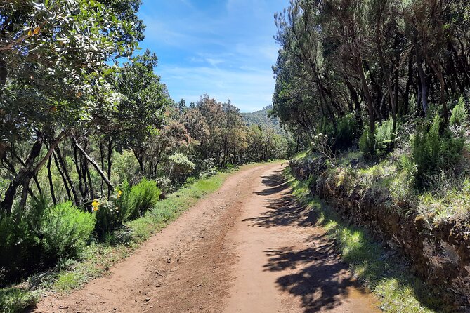 Wonderful hike through the Magic Forest of Tenerife - Who should book the Magic Forest hike