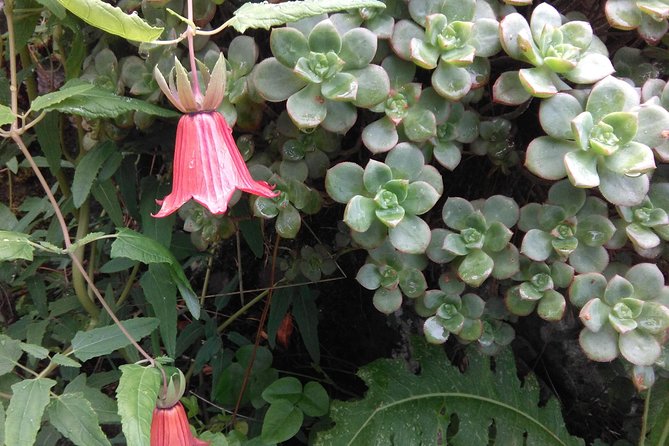 Wonderful hike through the Magic Forest of Tenerife - What Sergio adds to the walk
